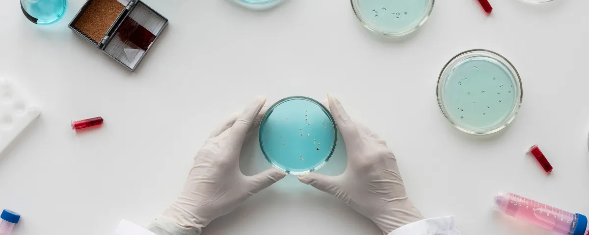 Gloved hands holding a petri dish with bacterial colonies on a laboratory bench, viewed from above